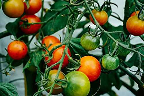 6 Things to Know About Growing Tomatoes