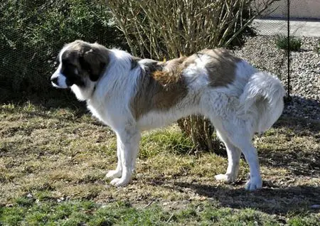 Bad Bonnie, Good Guapa, Frustrated Human