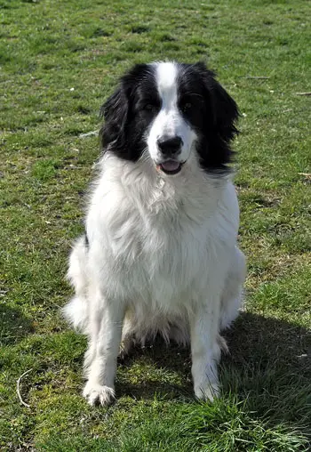 Birthday Girls - 2 years old today!