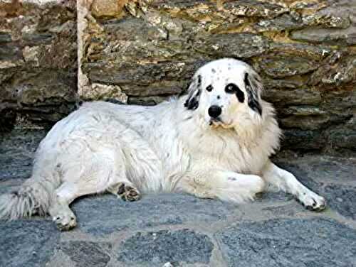 Bonnie and Guapa on summer vacation