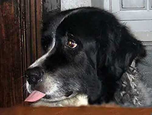 Chicken Divan; A toilet? INSIDE the house?!