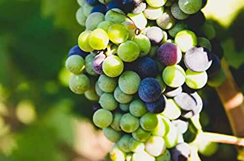 Choosing the Finest Organic Wine Australia Winery