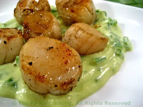 Grilled Scallops on Avocado Sauce