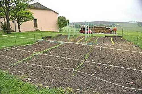 Honey Mustard Pork Chops
