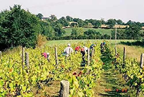 La Vendange or making wine, the country way