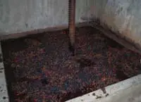 La Vendange, Part 2: The Red....and who scrubs the stink bugs?