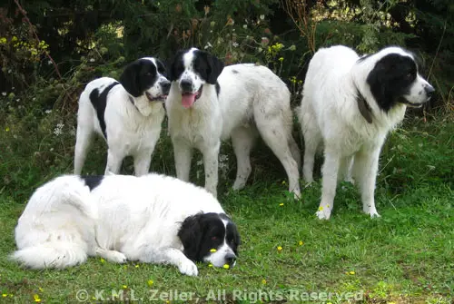 Pasta with Grilled Chicken and Tapenade...and pondering the existence of Dog!