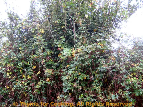 Pasta with Sage and Parmesan, and dirty hedges