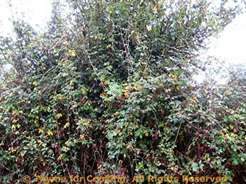Pasta with Sage and Parmesan, and dirty hedges