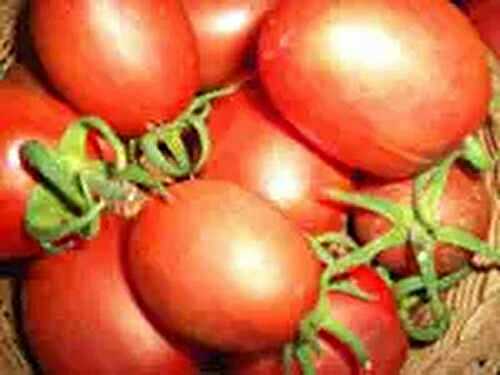 Preserving the Harvest: Tomatoes