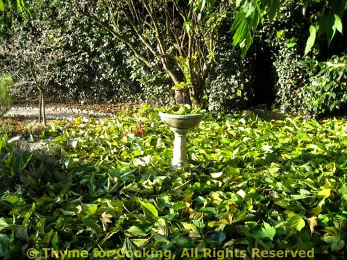 Pumpkin, Sage and Leek Lasagne; and A Very Bad Girl!