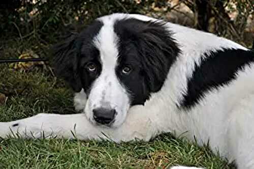 Puppy Portraits; puppy behavior