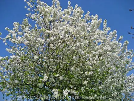 Rhubarb Yogurt Parfait; blossoms everywhere