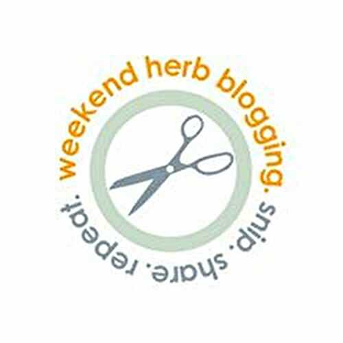 Sage, My (current) Favorite Herb for Weekend Herb Blogging