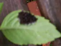 The Herb Garden: Preserving the Food; Avoiding the Bugs