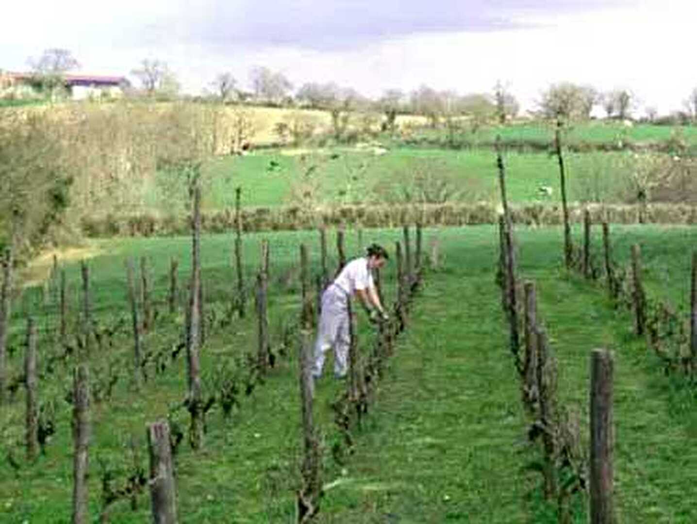 Vines and Wines