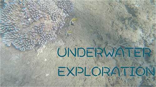 Underwater discoveries, Saint Pierre, Reunion Island