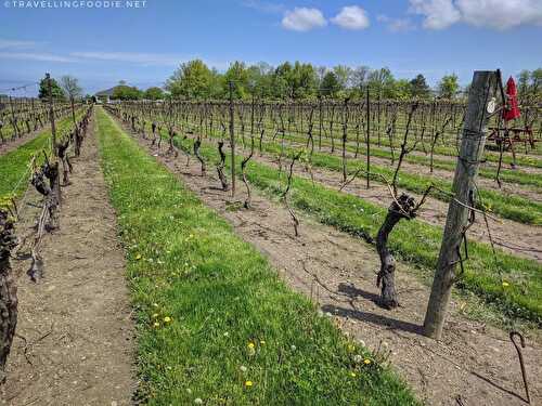 15 Best Wineries in Niagara-on-the-Lake, Ontario: A Wine Tour