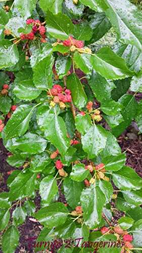 Mulberry Season brings Mulberry Syrup