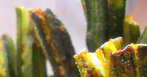 Baked Ladies Finger/Okra(step-by-step pictures)