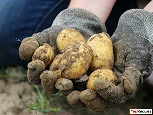 Growing a potato from a potato: A step by step guide