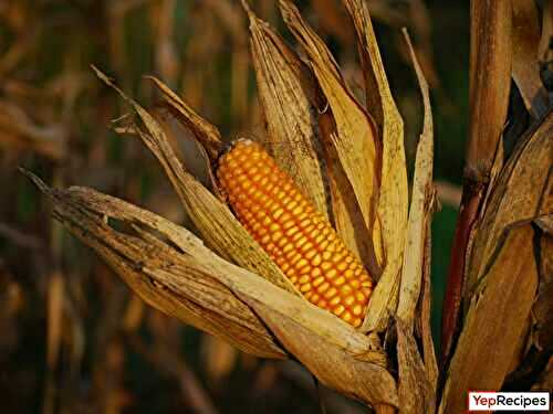 The Evolution of Corn: From Ancient Grain to Modern Staple